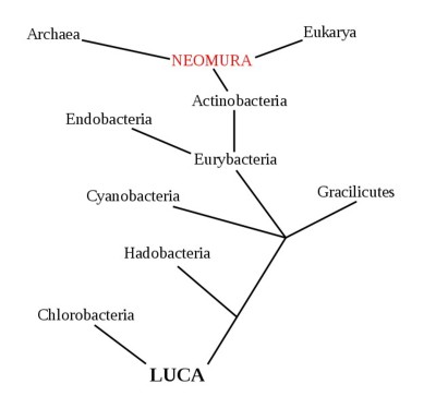 evolutionary tree