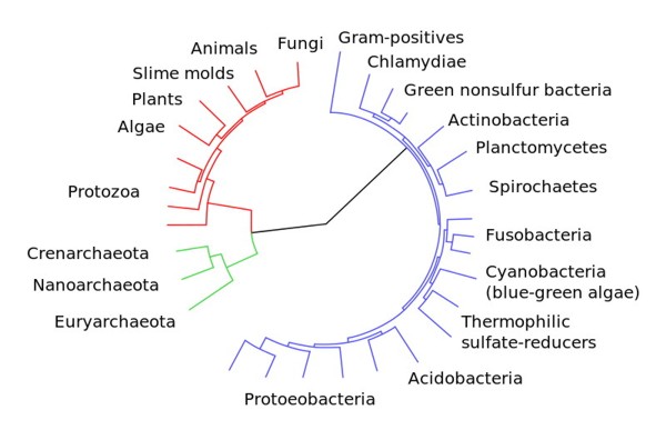 evolutionary tree