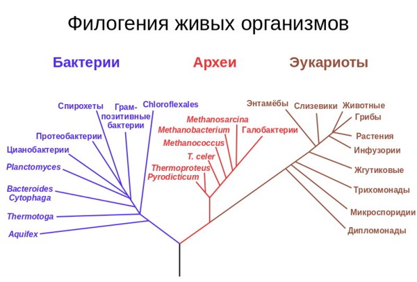 эволюционное дерево