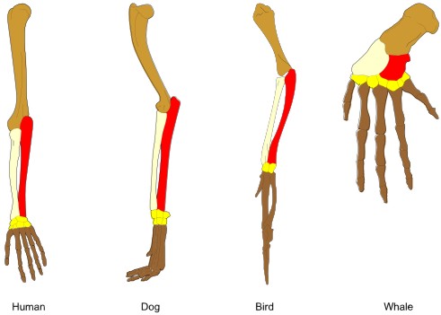 homology