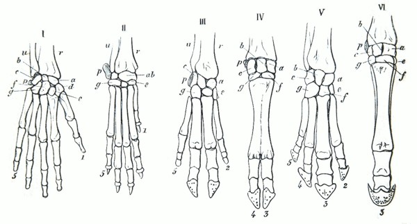 homology