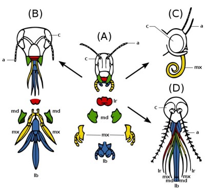 homology