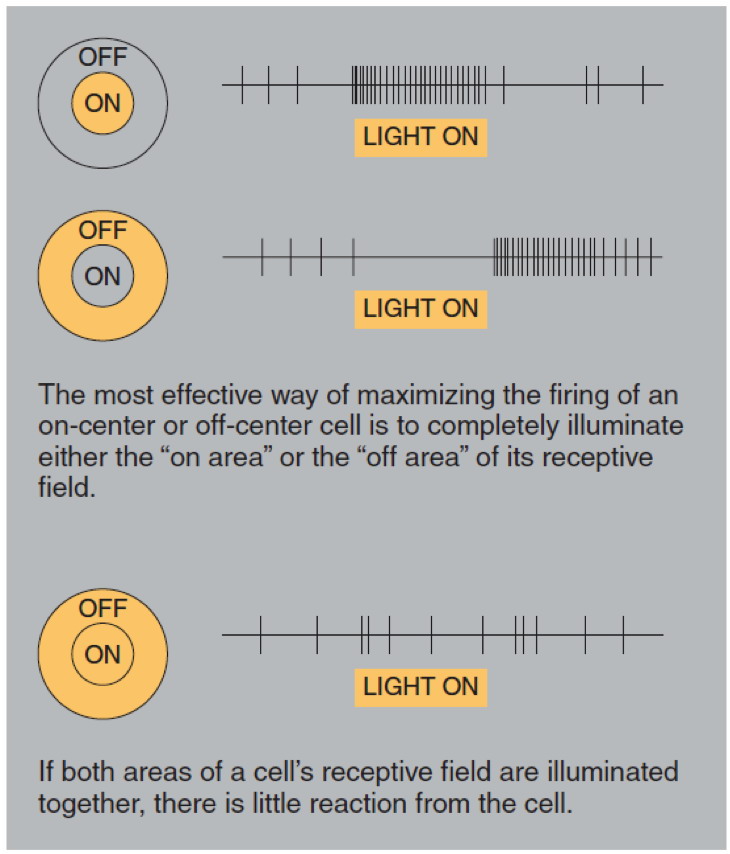 on off receptive fields