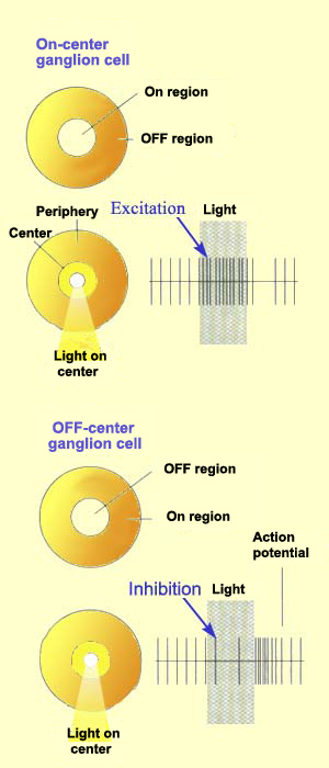 on off receptive fields