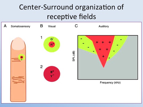 on off receptive fields