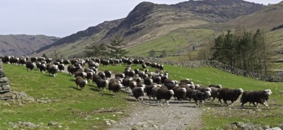 Herdwick stampede