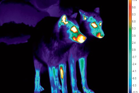 Infrared thermal image