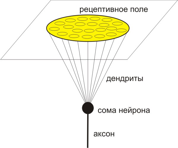 Neuron model RF-PSTH